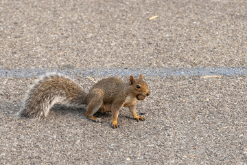 Grey Squirrel with Nut in his mouth