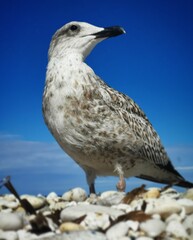 seagull on a rock