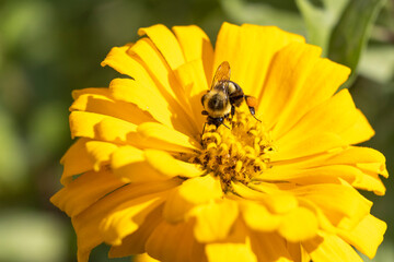 Bumble Bee on a large Yellow Flower