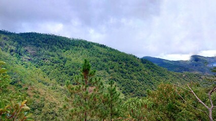 landscape with trees and clouds