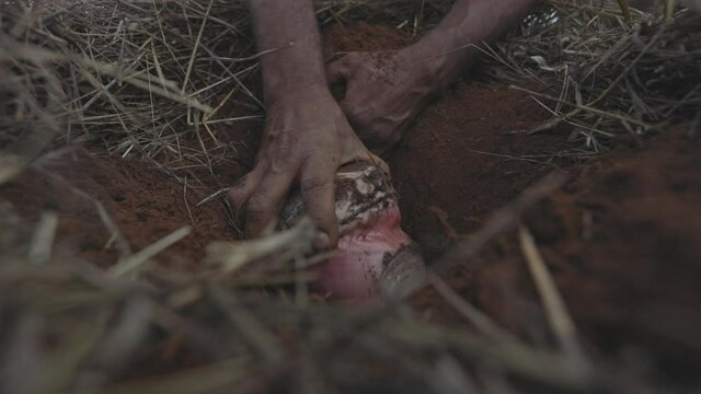 Planting a banana base root or corm in fertile soil and hay mulch on an organic farm