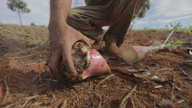 Slicing a banana root corm from a sucker to plant on an organic farm - isolated