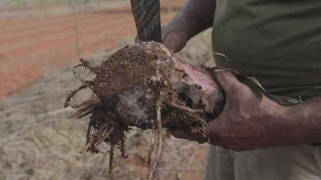 Organic banana farmer shapes a base root or corm with a machete for planting