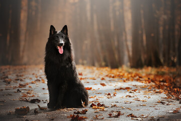 autumn action portrait of black dog belgian sheperd groenendael in the forest - Powered by Adobe