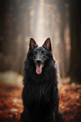 close-up autumn action portrait of black dog belgian sheperd groenendael in the forest