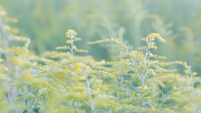 Wildflower Solidago, goldenrods, of flowering plants.