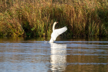 Höckerschwan