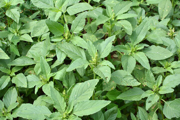In nature, weeds grow Amaranthus retroflexus