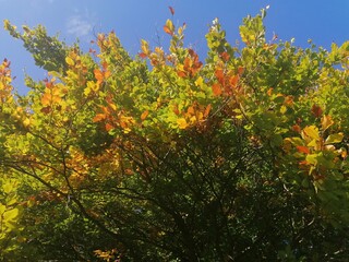 autumn leaves against the sky