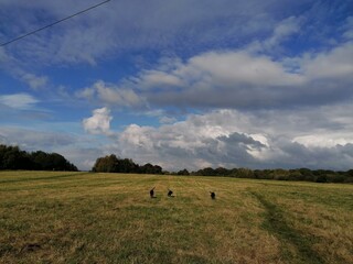 three dogs in a field