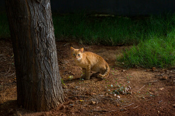Yellow kitten standing next to a tree