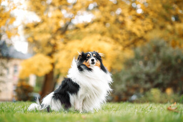 portrait of  dog puppy  Shetland Sheepdog isitting on autumn nature background. collie  playing