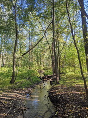 A river in the woods in fall season.