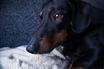black dachshund dog lies on the bed