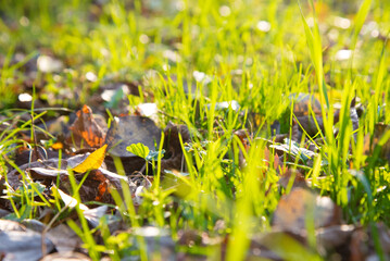 Green Autumn Grass Meadow Close-Up With Bright Sunlight and Leaves. Spring Background. Sunny Autumn Background with leaves in a grass in bright sunshine