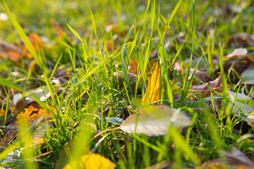 Green Autumn Grass Meadow Close-Up With Bright Sunlight and Leaves. Spring Background. Sunny Autumn Background with leaves in a grass in bright sunshine