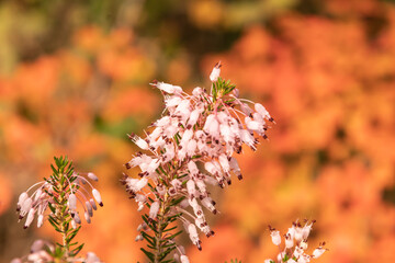 flores silvestres rosas sobre fondo anaranjado
