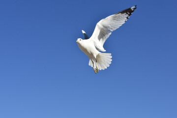 One Seagull in flight. Blue sky background. Copy space.