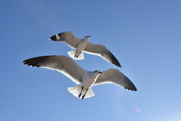 Two Seagulls flying. Blue sky background. Copy space.