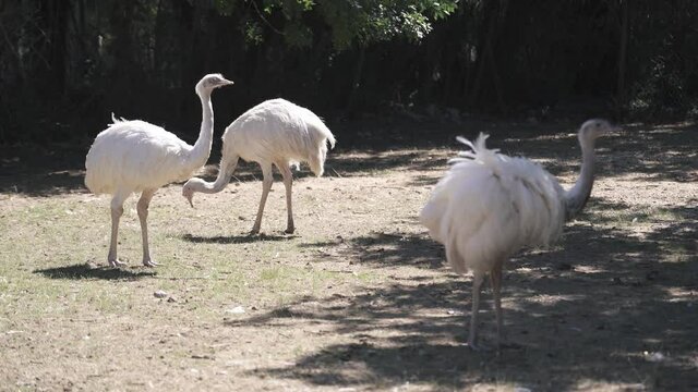 A white Rhea in a zoological is plucking is own feathers, close nature