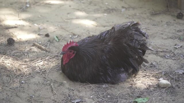 Black Australorp Barnyard Cock lying on the floor, aviary pet