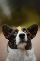 Close-up portrait of tricolour welsh corgi cardigan in forest with yellow leave