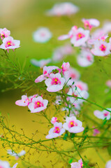 pink flowers in the garden