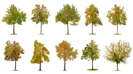 Autumn trees isolated on white background.