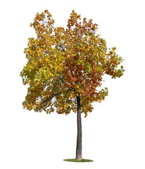 Autumn trees isolated on white background.