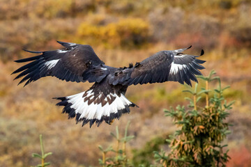 Close up golden eagle portrait at Denali National Park in Alaska