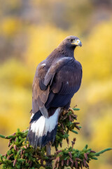 Close up golden eagle portrait at Denali National Park in Alaska