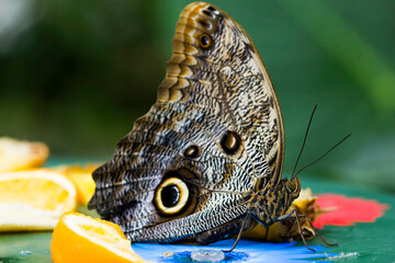 Fototapeta premium Butterflies