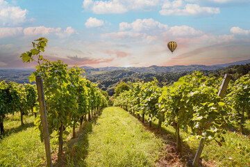 Vineyards with grapevine and winery along wine road with hot air balloon in the evening sun, Italy...