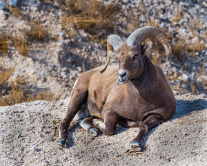 Bighorn Sheep Lying Down