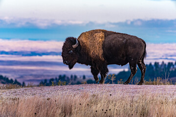 Bison in WInd Cave National Park © Randy Runtsch