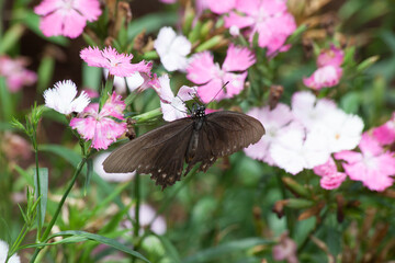 Butterfly on a flower in the garden