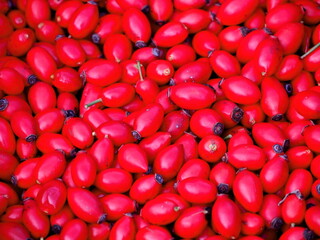 background from red berries of rosehip, detail of rosehips, autumn wild fruit, superfood, healthy nutrition, vitamins