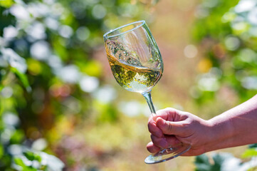 Hand holds glass with white wine next to grapes in vineyard