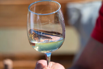 Hand holds glass with white wine next to grapes in nature