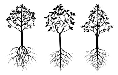 Obraz premium Shape of Tree with leaves. Vector outline Illustration. Plant in Garden.