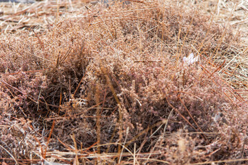 Fototapeta premium La Maroma, montaña y pico del Parque Natural de Las Sierras de Tejeda, Almijara y Alhama, naturaleza, campo y animales entre Málaga y Granada, en la comunidad de Andalucía, país de España