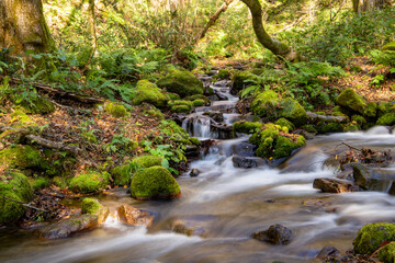 鳥取　秋の奥大山　木谷沢渓流