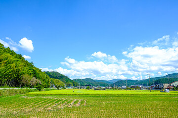 【田園風景】収穫時期の稲穂