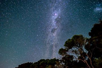 Starry sky with milky way above shape of trees in Abel Tasman National Park, New Zealand