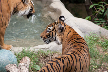 Tiger outdoors in nature