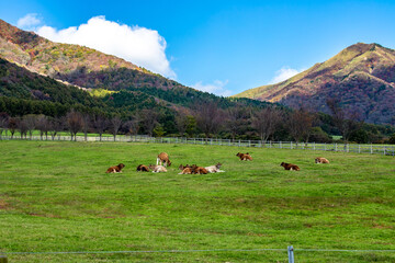 Fototapeta na wymiar 岡山　蒜山高原　牧場の牛
