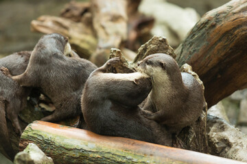 じゃれあうコツメカワウソ