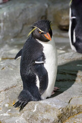 Naklejka premium イワトビペンギン