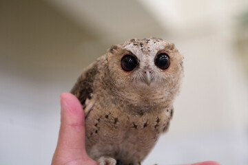 カラードコノハズク