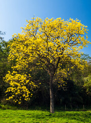 Naklejka premium arvore